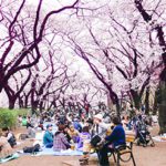 Hanami